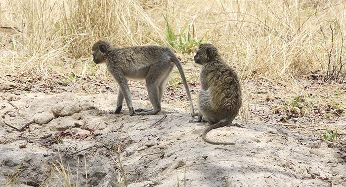 Saúde reforça medidas contra varíola do macaco